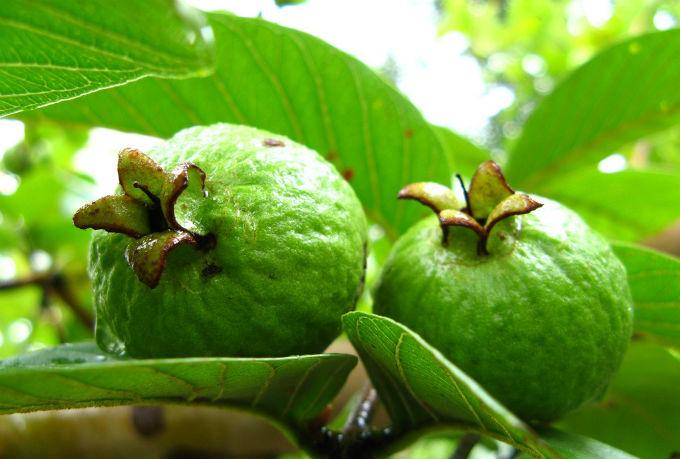 স্বাস্থ্যগুণে ভরপুর পেয়ারা